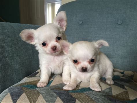 The easiest & safest way to get a new puppy. . Chihuahua puppies for sale colorado springs